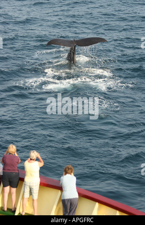 Fluking Sperm Whale, Peru Stock Photo