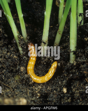 Wireworm Agriotes lineatus a click beetle larva at the base of seedling barley Stock Photo