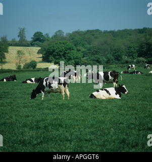 Herd of dairy Holstein Friesian cows grazing on summer pasture Oxfordshire Stock Photo