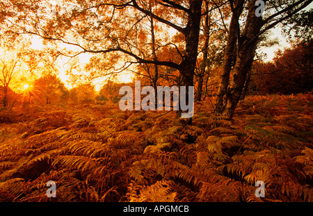 Silver Birches in Autumn Ashridge Park Herts Stock Photo