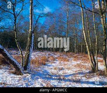 Silver Birches Betula pendula in Winter woodland Stock Photo