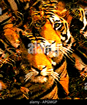 Hunting Tigers Fine Art Image Stock Photo