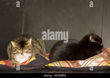 Two cats resting on ornate cushions on sofa Stock Photo