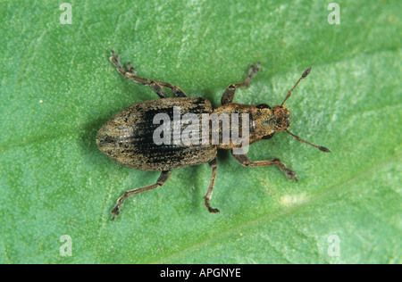 Common leaf weevil Phyllobius pyri adult weevil on a leaf Stock Photo