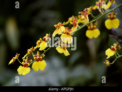 Golden Shower Orchid Oncidium hybrid Orchidaceae Stock Photo