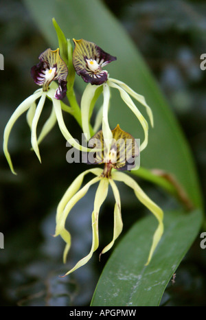 Cockle Shell Orchid or Clamshell Orchid Prosthechea cochleata Laeliinae Orchidaceae Stock Photo