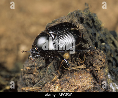 Dung beetle Geotrupes spiniger on dung Stock Photo