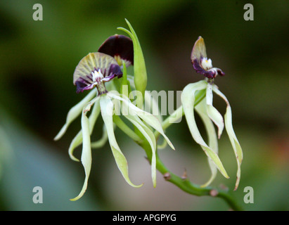 Cockle Shell Orchid or Clamshell Orchid Prosthechea cochleata Laeliinae Orchidaceae Stock Photo