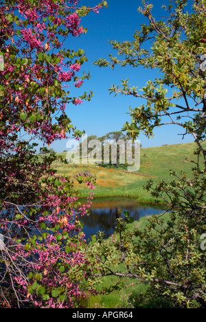 View of an oak tree beside a pond through redbud blossoms, California, March Stock Photo