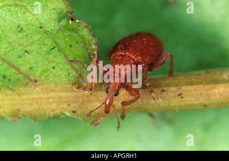 A leaf weevil Apion miniatum on a leaf Stock Photo