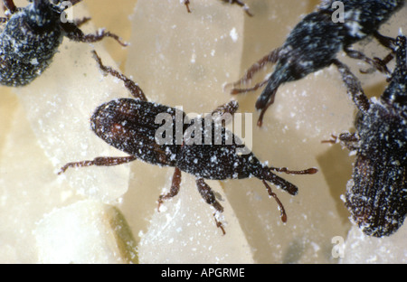 Rice weevil Sitophilus oryzae on rice grain Stock Photo