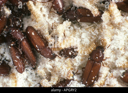 Confused Flour Beetle Tribolium confusum on grain debris Stock Photo