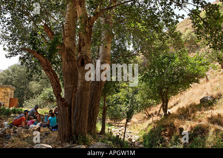 Israel Upper Galilee White Poplar trees near Kerem Ben Zimra Stock Photo