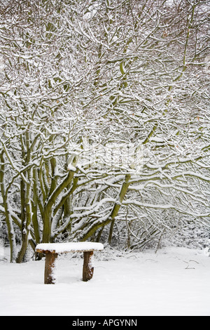 Snow covered bench in woods Stock Photo