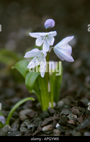 Tubergen Squill aka Early Scilla or White Squill, Scilla mischtschenkoana, Hyacinthaceae, Liliaceae. Caucasus, Iran Stock Photo