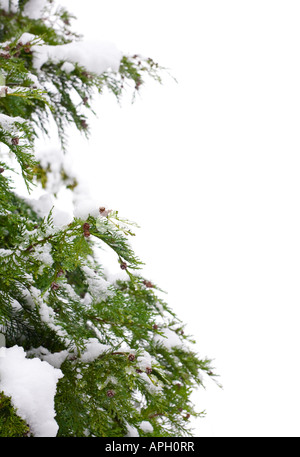 Snow-covered christmas tree border, isolated against a white background with copy space Stock Photo