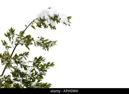 Top of a tree with snow on the branches, isolated against a white background with copy space Stock Photo
