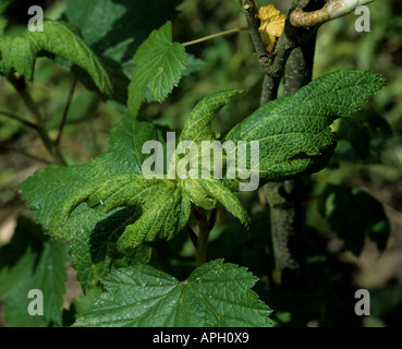 Damage caused by currant sowthistle aphid Hyperomyzus lactucae to blackcurrant leaves Stock Photo