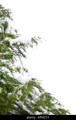 Snow-covered christmas tree border, isolated against a white background with copy space Stock Photo