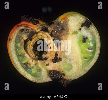Tomato fruitworm Helicoverpa armigera in damaged tomato section Portugal Stock Photo