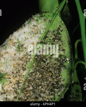 Citrus whitefly Aleurothrixus floccosus with sooty mould honeydew on orange leaf underside Stock Photo