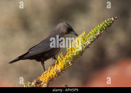 black-faced woodswallow, artamus cinereus eating nectar Stock Photo