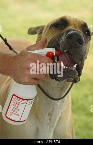 Great Dane dog Stock Photo