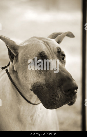 Great Dane dog Stock Photo