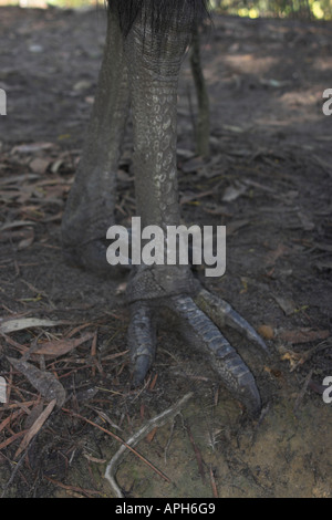 Feet Of A Southern Cassowary (casuarius Casuarius) In Tam O'shanter 