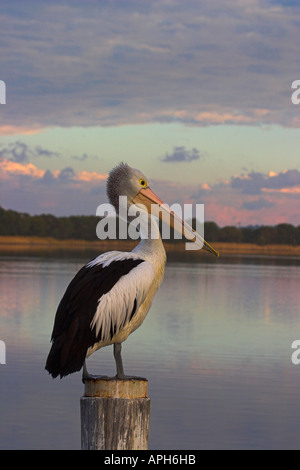 australian pelican, pelecanus conspicillatus standing on a jetty support Stock Photo