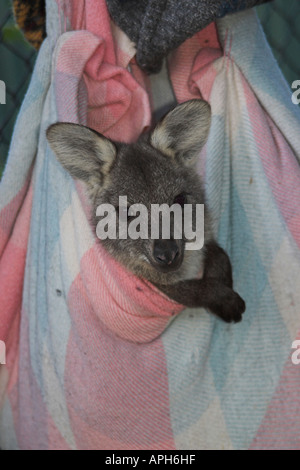 Euro, common wallaroo eastern wallaroo, barrow island wallaroo, macropus robustus in artificial pouch Stock Photo