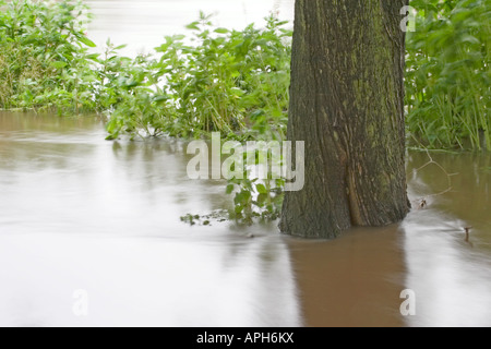 The River Aire in flood at Kirkstall Abbey Leeds West Yorkshire June ...