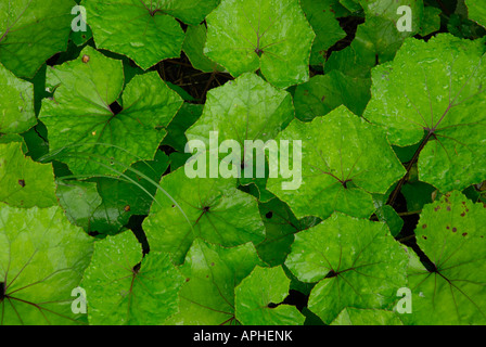 GREEN LEAVES BACKGROUND PATTERN Stock Photo