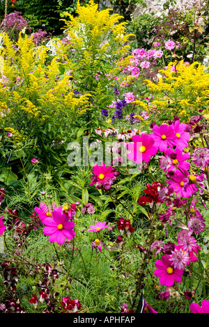 Summer border of annuals and herbaceous perennials, including Cosmos 'Purple sensation' in the foreground and solidago behind Stock Photo