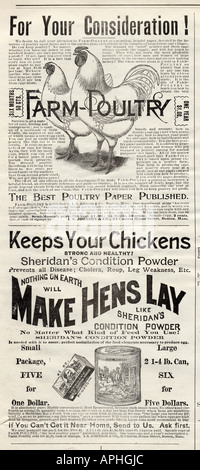 Chicken related advertising. Stock Photo