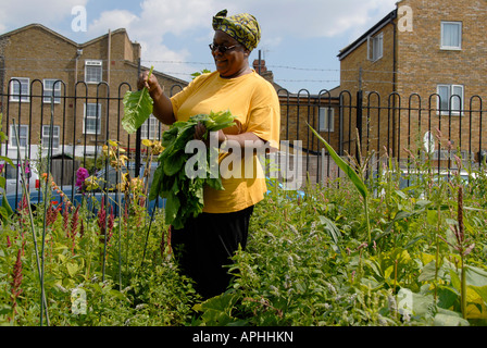 West Indian woman picking spinach and Callaloo in allotment in Peckham South London Stock Photo