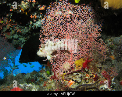 Scorpionfish Red flushed Rockcod and Fan Coral Agincourt Reef Great Barrier Reef North Queensland Australia Stock Photo