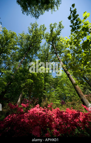 Azaleas in the United States National Arboretum in Washington DC. Extreme wide angle looking up upwards. Stock Photo