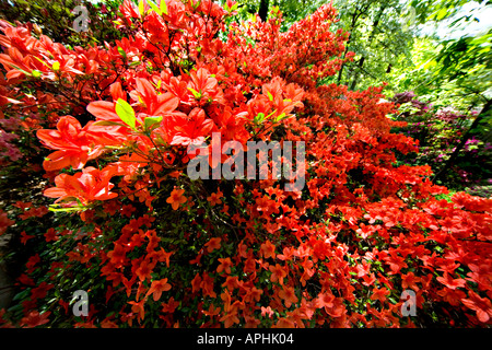 Orange red azaleas in the United States National Arboretum in Washington DC NE. Stock Photo