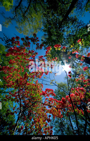 Azaleas in the United States National Arboretum in Washington DC NE. Extreme wide angle looking up. Stock Photo