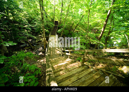 Boardwalk Great Falls National Park Virginia. Wide angle view of deserted manmade trail with steps in the woods of a parkland. Stock Photo