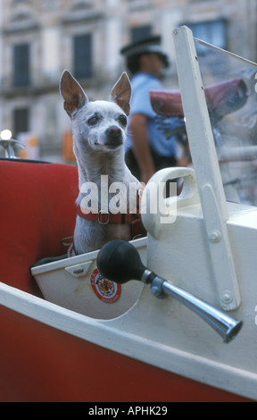 Chihuahau in sidecar , Barcelona , Spain Stock Photo