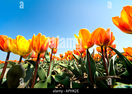 Yellow orange tulips with green stems and leaves. Close up wide view from underneath with strong clear blue sky in background. Stock Photo