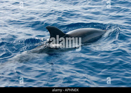 Long finned pilot whale at the coast of La Gomera Stock Photo