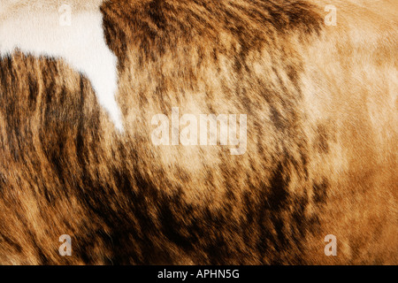 Natural cow hide background with striped texture Stock Photo