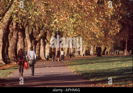 Young couple walking in park beneath a line of London plane trees in autumn leaf, Kingston Upon Thames, Surrey, England Stock Photo