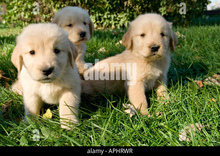 Golden retriever (AKC) 6-week-old puppies Stock Photo