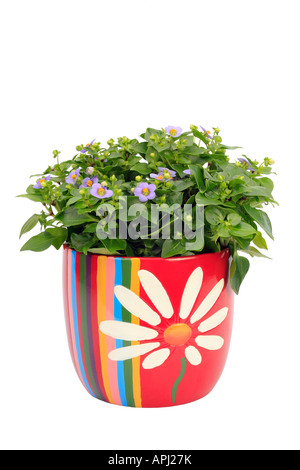 Persian violet, German violet, Tiddly twinks (Exacum affine), plant in a colourful pot Stock Photo