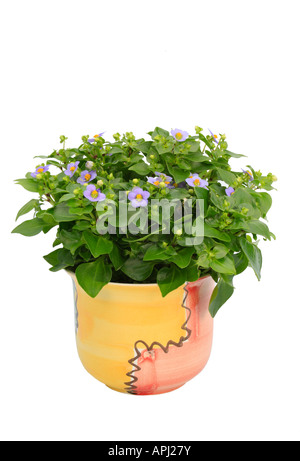 Persian violet, German violet, Tiddly twinks (Exacum affine), plant in a colourful pot Stock Photo