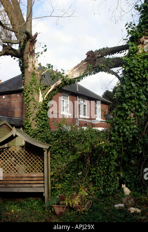 Tree damage White willow Salix alba./  Wind damage in a Nottingham garden.  Nottingham, UK Stock Photo